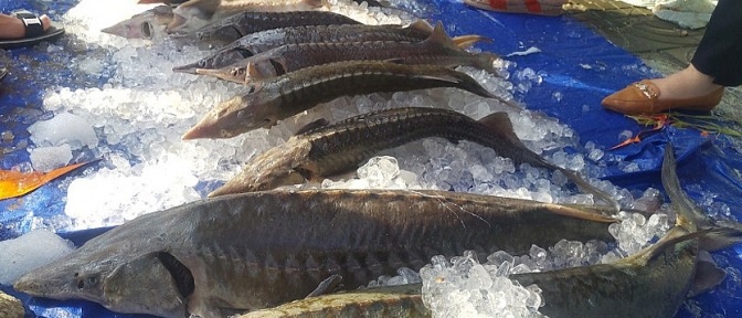 Bộ NN&PTNT: Kiểm soát nhập khẩu cá tầm không được phép kinh doanh ở Việt Nam